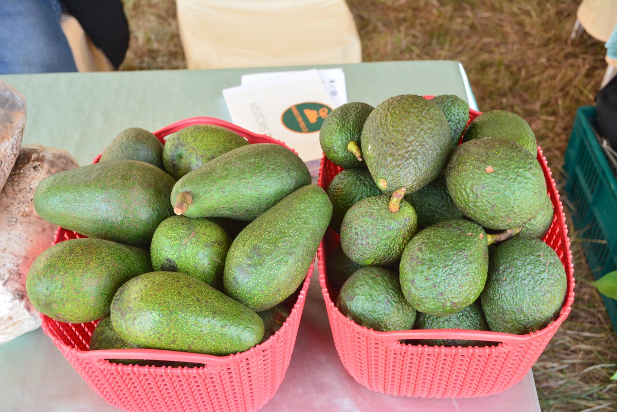 Niyingenera Antoine ni nyiri Mugwaneza Farm Fresh company, ikora ubuhinzi bw'avoka zo mu bwoko bwa Hass na Fueritte, ikanatubura ingemwe z'avoka za Hass na Fueritte. abikorere mu karere ka <a href="/KayonzaDistrict/">Kayonza District</a> mu ntara <a href="/RwandaEast/">𝐄𝐚𝐬𝐭𝐞𝐫𝐧 𝐏𝐫𝐨𝐯𝐢𝐧𝐜𝐞 | 𝐑𝐰𝐚𝐧𝐝𝐚</a> .  
Kuri ubu wa musanga muri #RwandaAgriShow2024 iri