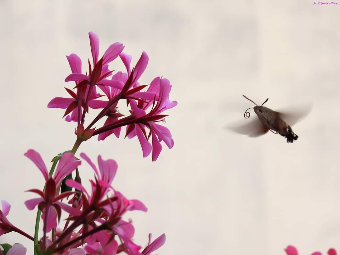 Astrid Ebner-Zarl (she/her) tweet media