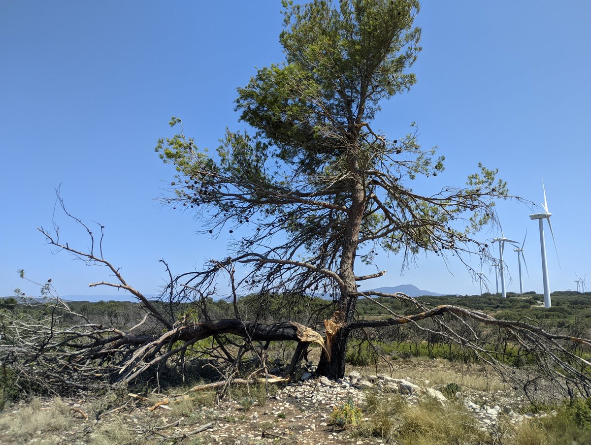 StormChasersSP's tweet photo. Sobre el terreno, analizando los daños, la trayectoria y recorrido del #Tornado de El Toro @AEMET_CValencia @avamet @Mario_72 https://t.co/VDJvhnI4t3
