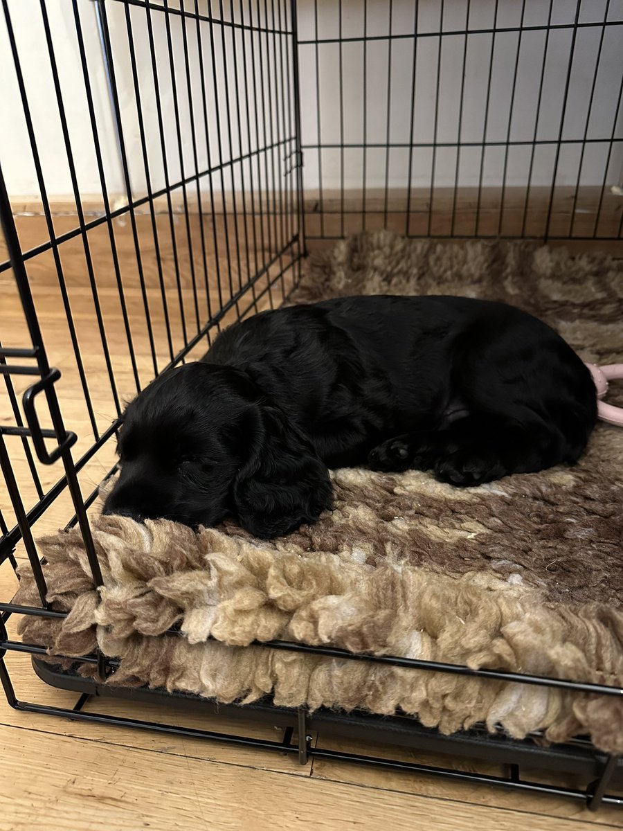 We will be opening slightly later today due to collecting a new arrival this morning! 

Open from 1pm. Sorry for the cute and furry inconvenience 🐾