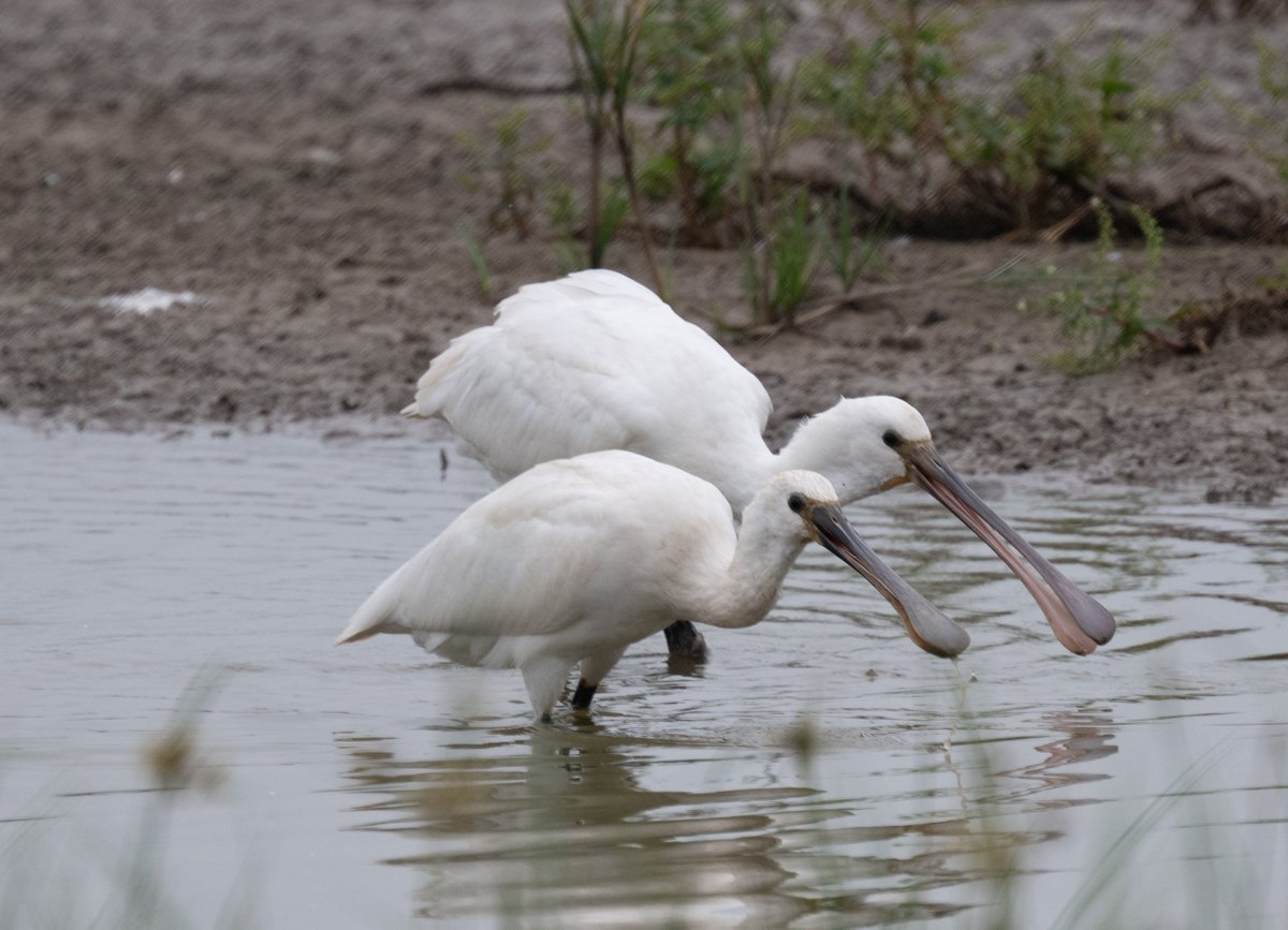 Ian Philip Misselbrook tweet media