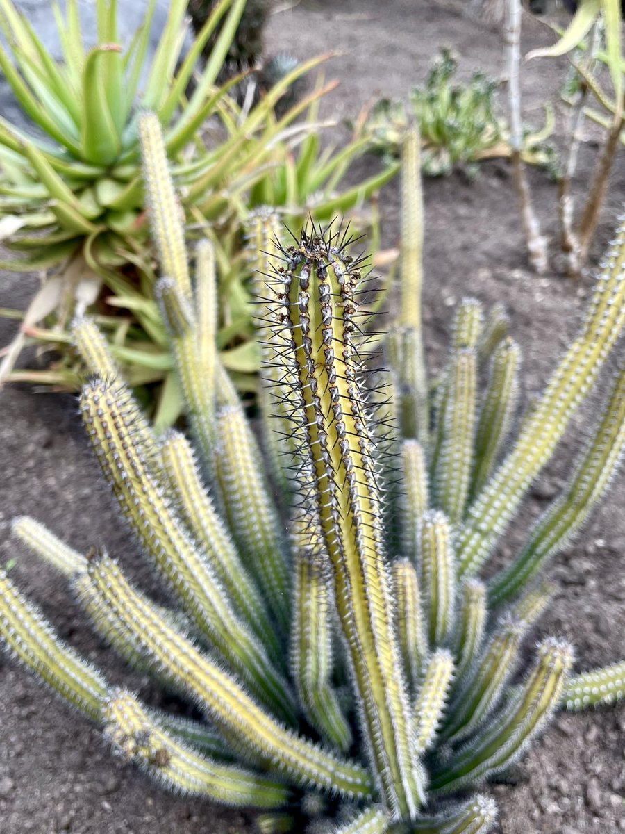 NatashaBarret18's tweet photo. Cacti in the Wintergarden glasshouses 🌵
#Auckland #shotoniphone #iphonephoto #iphone12pro #domain #Aucklanddomain #wintergardens https://t.co/pRKbHqWKhW