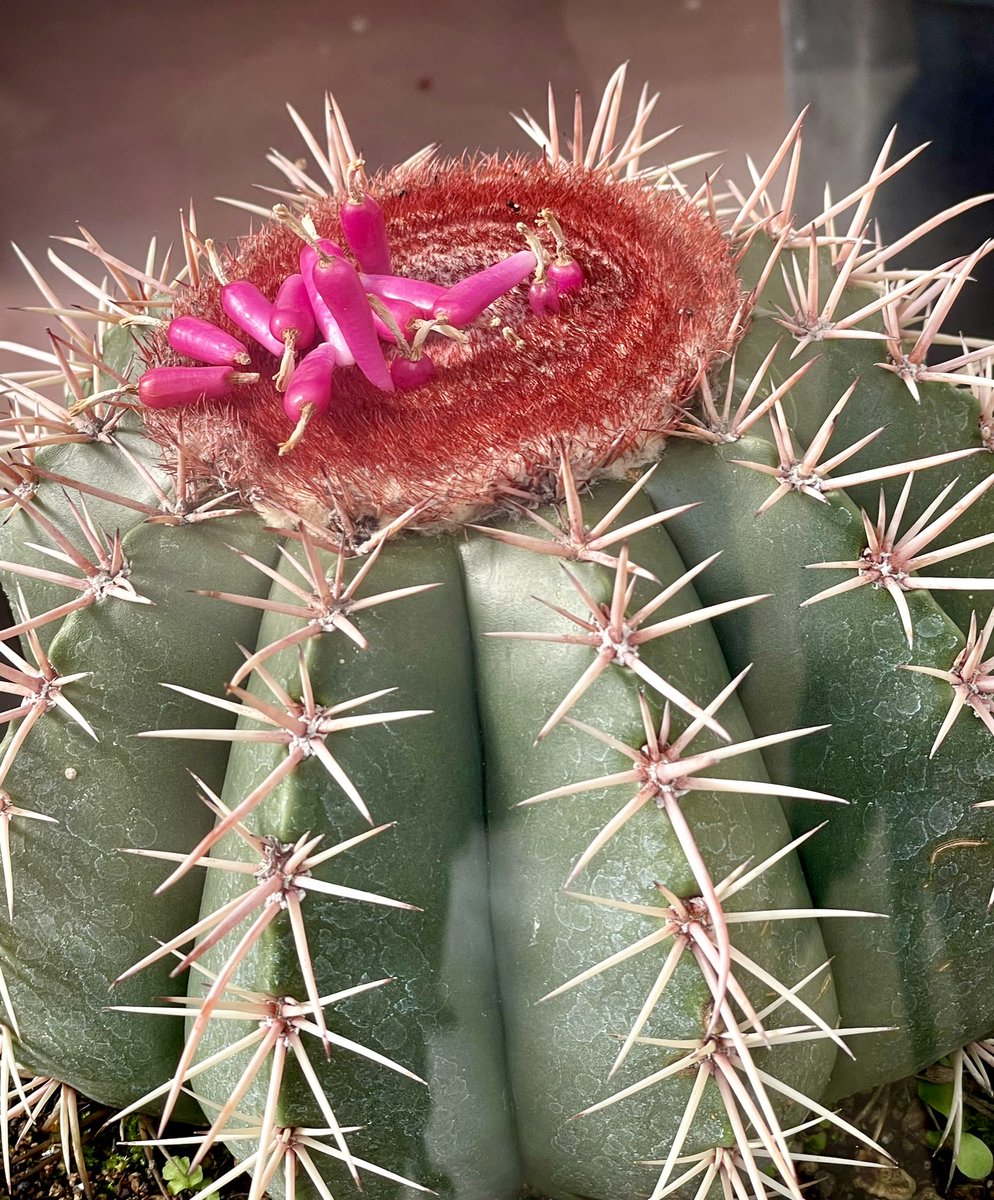 NatashaBarret18's tweet photo. Cacti in the Wintergarden glasshouses 🌵
#Auckland #shotoniphone #iphonephoto #iphone12pro #domain #Aucklanddomain #wintergardens https://t.co/pRKbHqWKhW