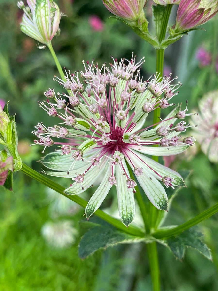 North Walsham garden (@northwalshamgc) on Twitter photo 