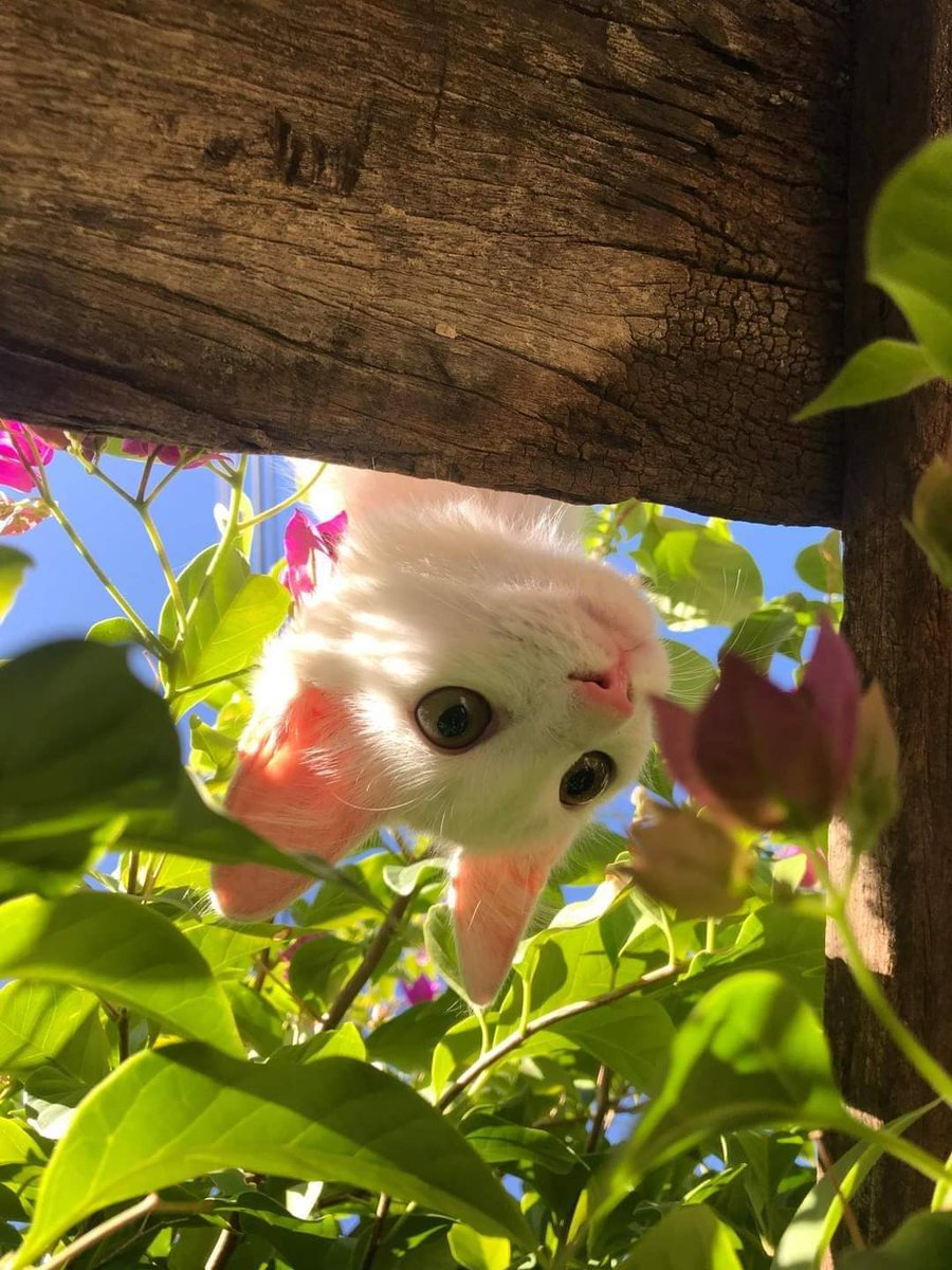 #Caturday sometimes you need to look at life from a different perspective 🐾