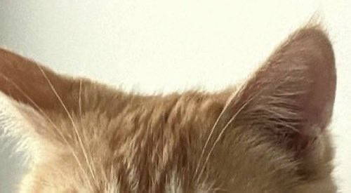 ㄹㅇㄴ ‧₊˚ ✧.* 𝚁𝚊𝚒𝚗 tweet media