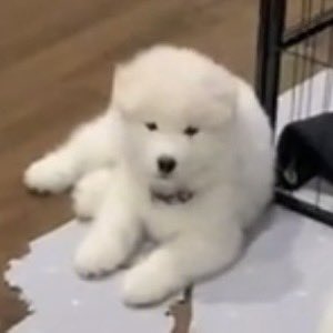 น้องดรีม                                                                   น่อ