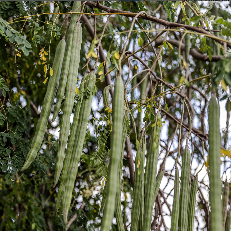 FAOMexico's tweet photo. 🌾✨ #TriviaFAO
¿Conoces el nombre del cultivo? 🤔
¡Comparte tu respuesta en los comentarios! 👇 https://t.co/R0t1jzLTnt