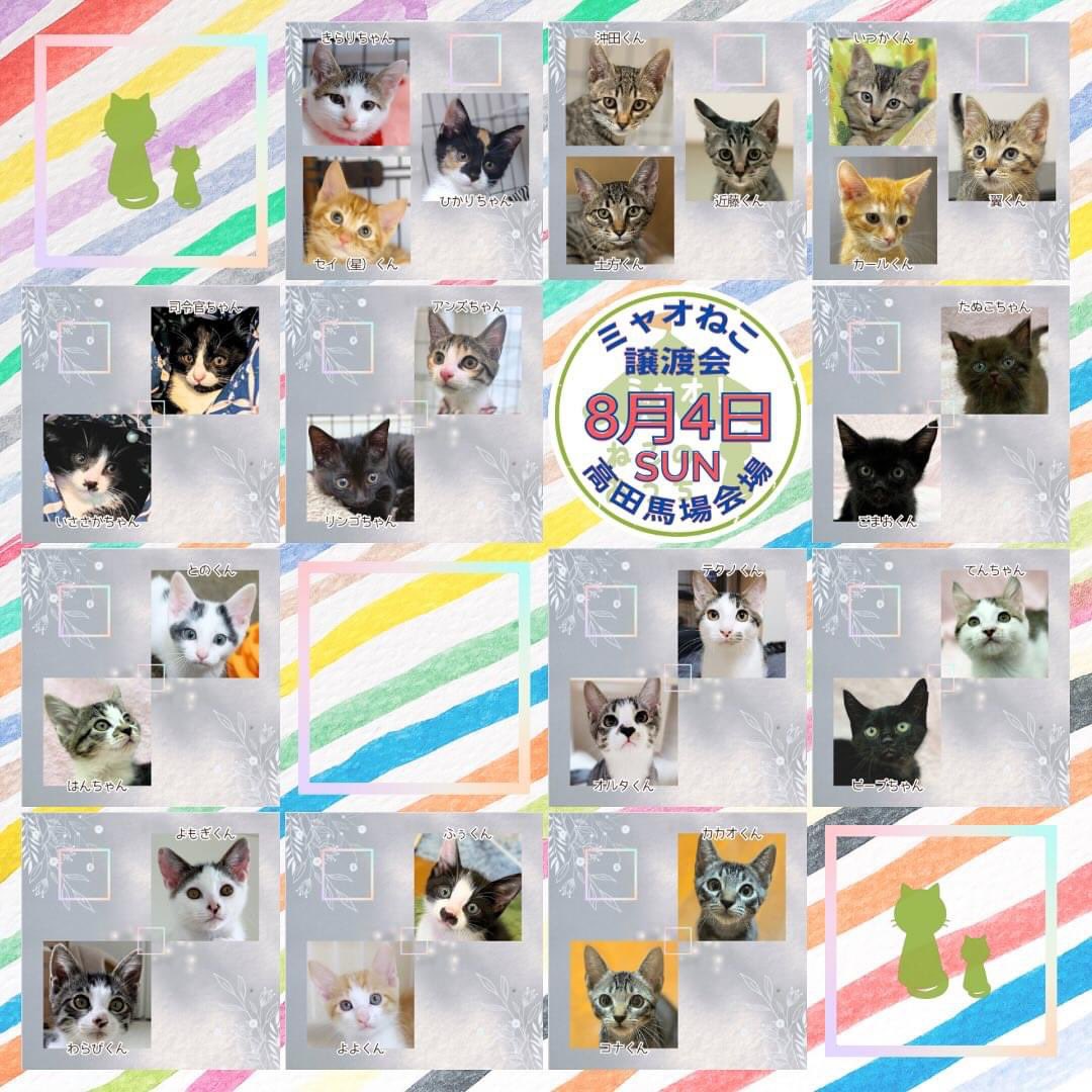 myaoneko55's tweet photo. #ミャオねこ #保護猫譲渡会
明日12時よりスタートฅ^•ω•^ฅ
2024年8月4日(日)
#高田馬場 #BABABASE
JR高田馬場駅より徒歩8分🚶♀️
12:00〜16:00 (最終受付15:30)
会場でお配りしてる小冊子も参考にどうぞ😉
https://t.co/cVOKyF4vjz
ホームページ👇
https://t.co/9jLJHPmkov https://t.co/MtgJmmUMcu