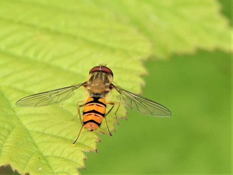Here are Ed Wilson's sightings from yesterday at Priorslee Lake and The Flash, Telford, Shropshire <a href="/sosbirding/">ShropshireBirdingNews</a> <a href="/BC_WestMids/">West Midlands Butterfly Conservation</a> <a href="/My_Wild_Telford/">My Wild Telford</a> <a href="/BTO_Shropshire/">BTO Shropshire</a> <a href="/ShropBotany/">Shropshire Botany</a>

Photo: A Marmalade Hoverfly (Episyrphus balteatus)

friendsofpriorsleelake.blogspot.com/2024/08/2-aug-…