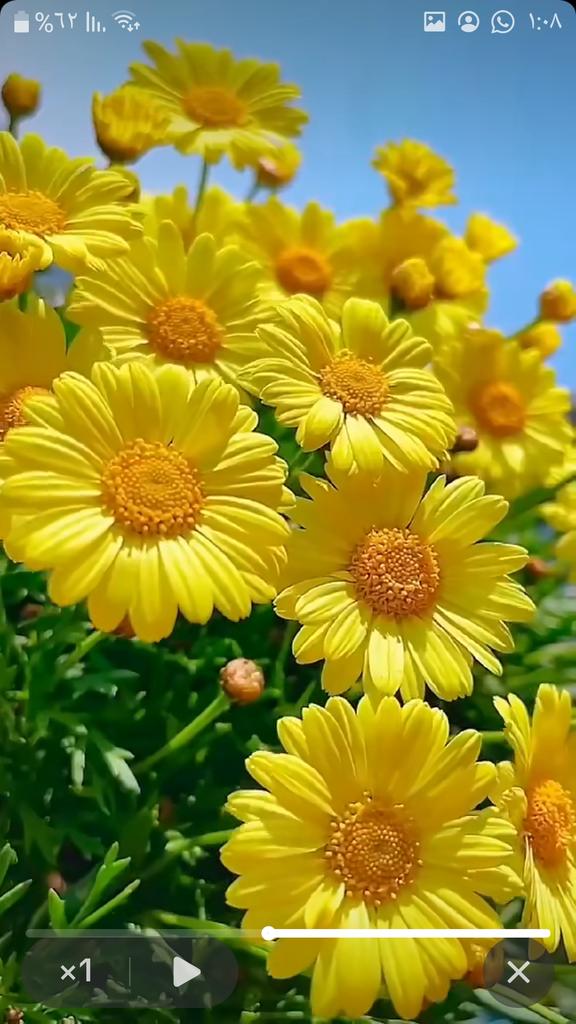 مساء الخير لكل متابعي الاعزاء