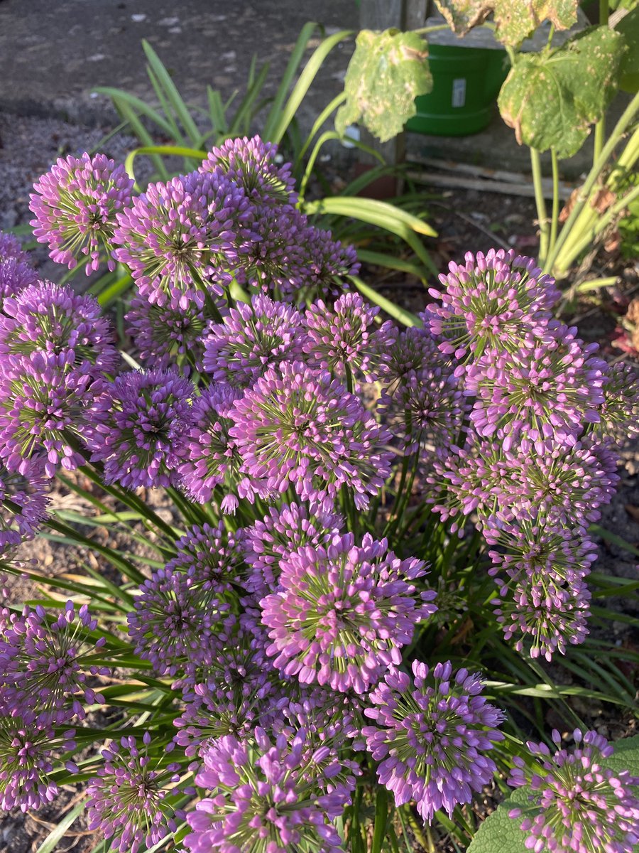 AlanEDown's tweet photo. There are just so many good Alliums!
I don’t suppose @taylorsbulbs or anyone else can name this for a friend?
Could it be “Millenium” or rosenbachianum? Flowering now.
#flowerbulb #allium https://t.co/JhJZseb3CU