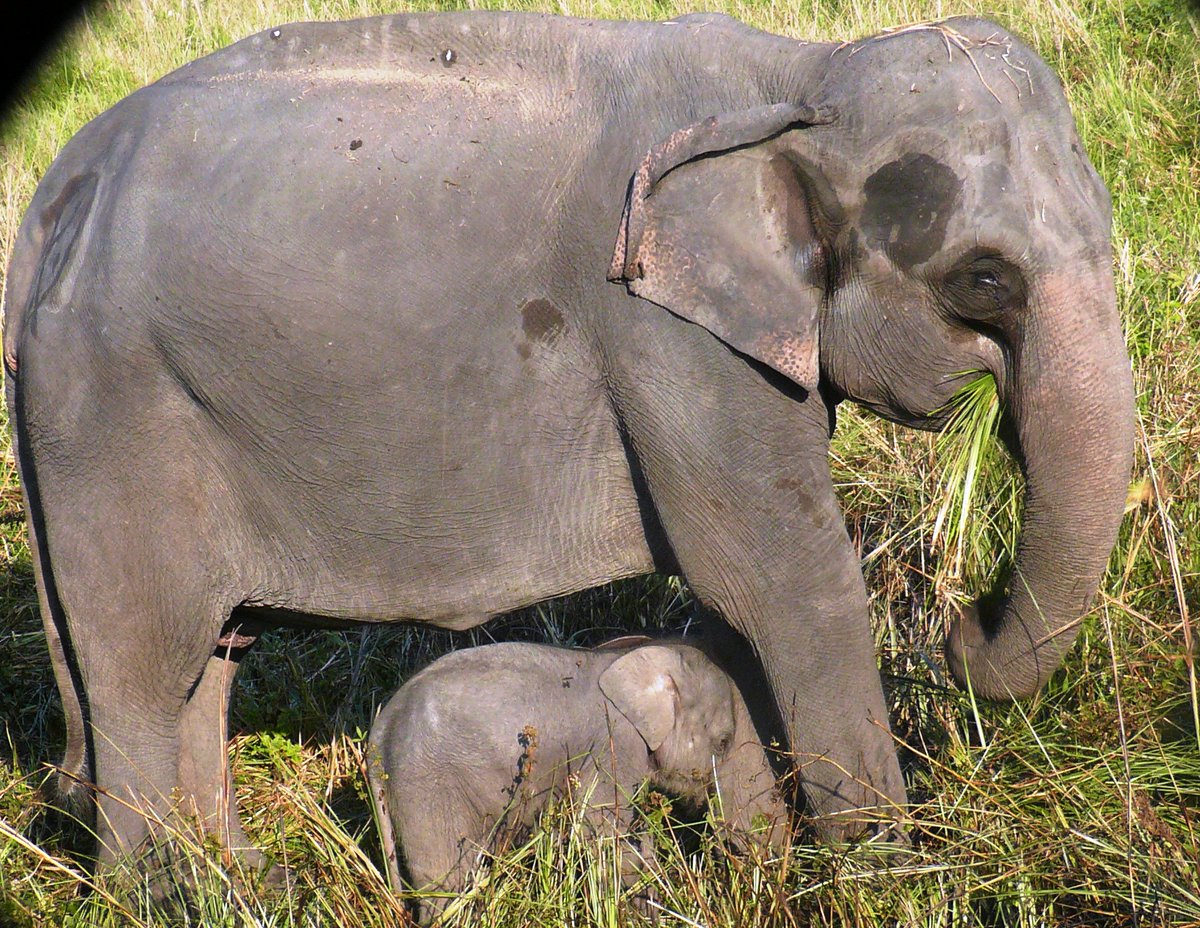 Prachi Mehta @wildwise (@wrcsindia) on Twitter photo A newly born calf with the Mother. What a feeling for both. <a href="/IndiAves/">IndiAves</a> <a href="/moefcc/">MoEF&CC</a> #
<a href="/IUCN_AsESG/">IUCN SSC Asian Elephant Specialist Group</a> @elephant #Elephant #AsianElephantAwarenessMonth <a href="/MEME_elephants/">Management & Ecology of Malaysian Elephants (MEME)</a> A newly born calf with the Mother. What a feeling for both. <a href="/IndiAves/">IndiAves</a> <a href="/moefcc/">MoEF&CC</a> #
<a href="/IUCN_AsESG/">IUCN SSC Asian Elephant Specialist Group</a> @elephant #Elephant #AsianElephantAwarenessMonth <a href="/MEME_elephants/">Management & Ecology of Malaysian Elephants (MEME)</a>