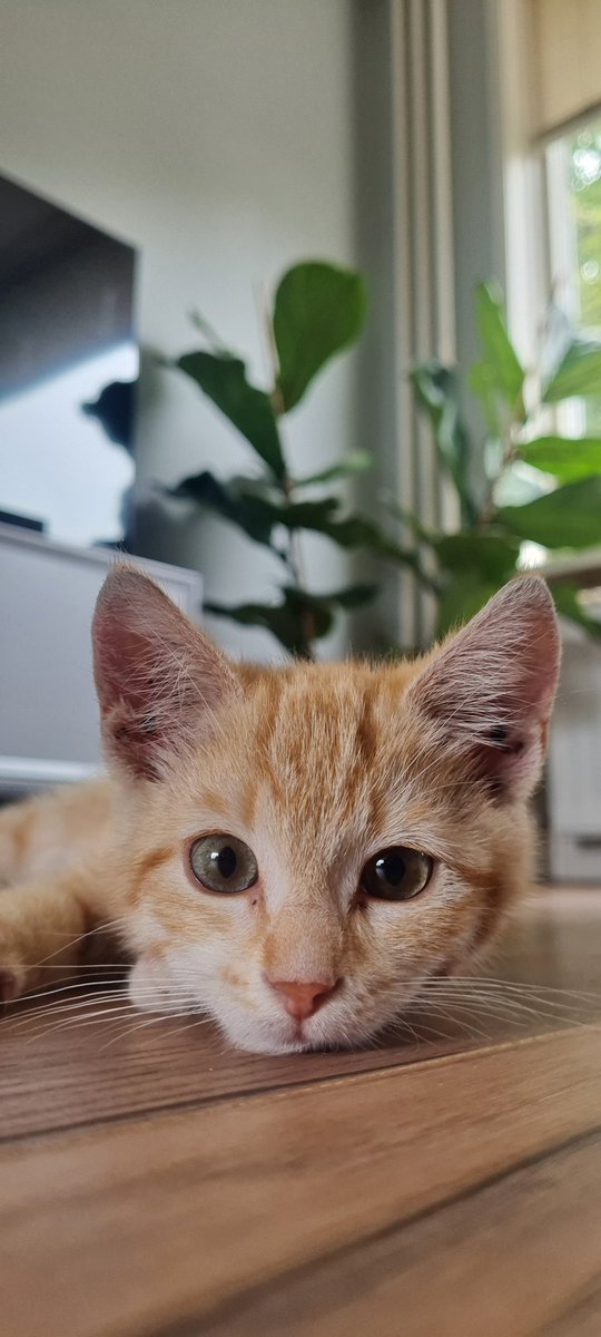 ErikJ83's tweet photo. Welkom Joris ❤️ https://t.co/stnoW7Y53p