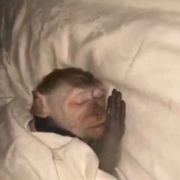 <a href="/inversebrah/">smolting (wassie, verse)</a> Fren keep quiet. 

The bro is sleeping $Zzz