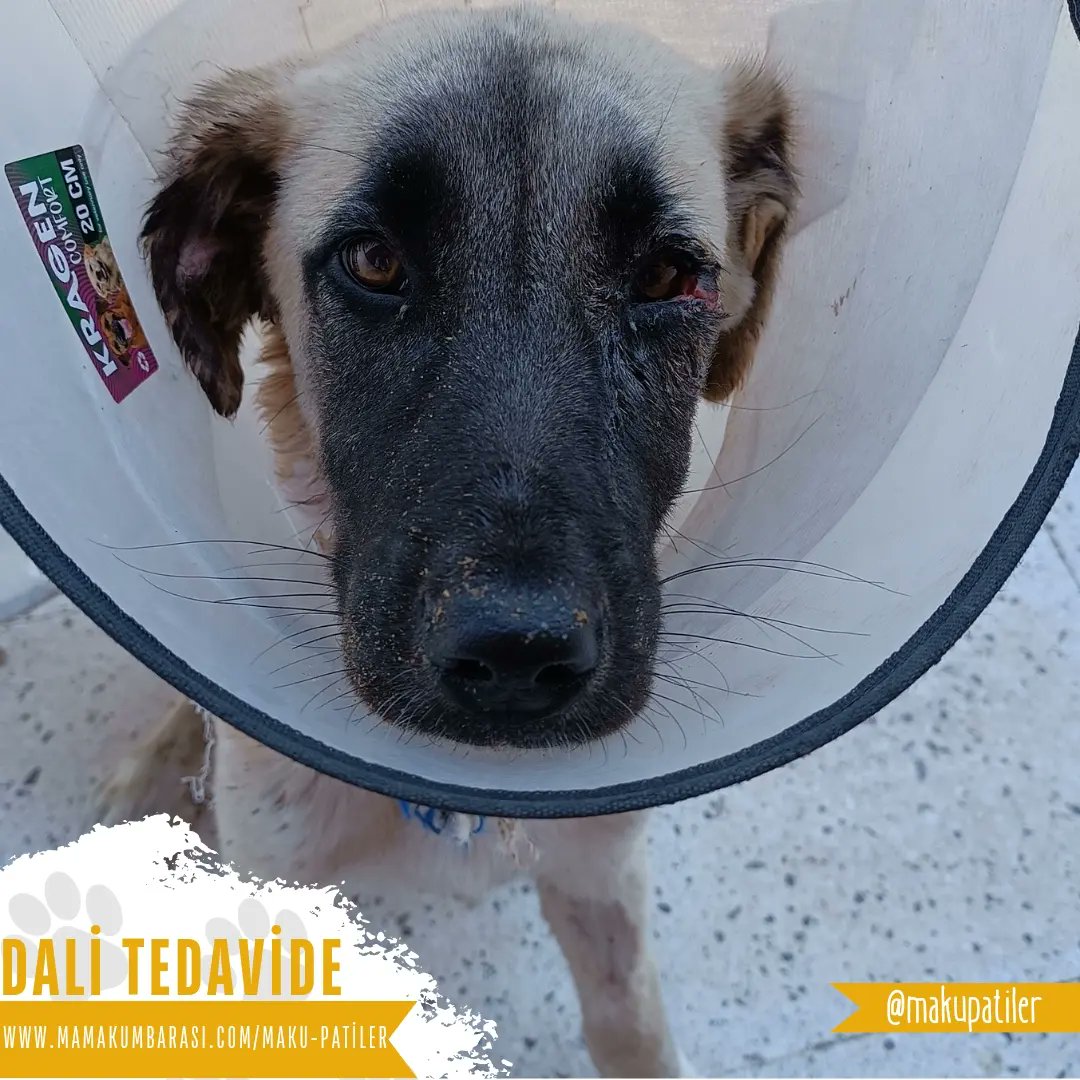 MakuPatiler's tweet photo. 30.07.2024 tarihinde trafik kazası sonucu gözünden yaralanan sevimli köpeğimiz Dali MAKÜ Hayvan Hastanemize getirilerek tedavisine başlandı.🐶

Dali'ye tedavisi boyunca mama bağışında bulunmak isterseniz profilimizde bulunan mama kumbara linkimizi ziyaret edebilirsiniz.🐾 https://t.co/84j7Ij4NMc