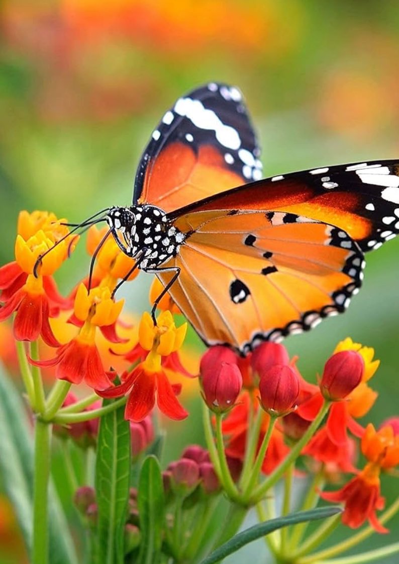 “If you spend your time chasing butterflies, they will fly away. But if you spend time making a beautiful garden, the butterflies will come.”

- Karunesh Potdar