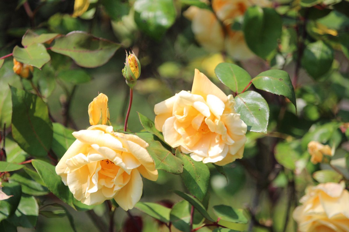 The deer haven’t been here for a few days, the roses are blooming in their absence 😀