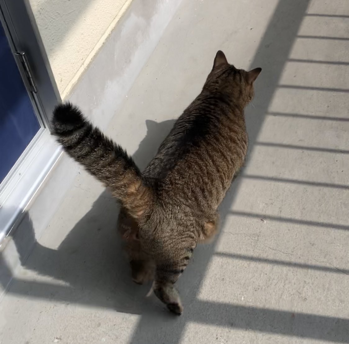 たぬきではございません😹