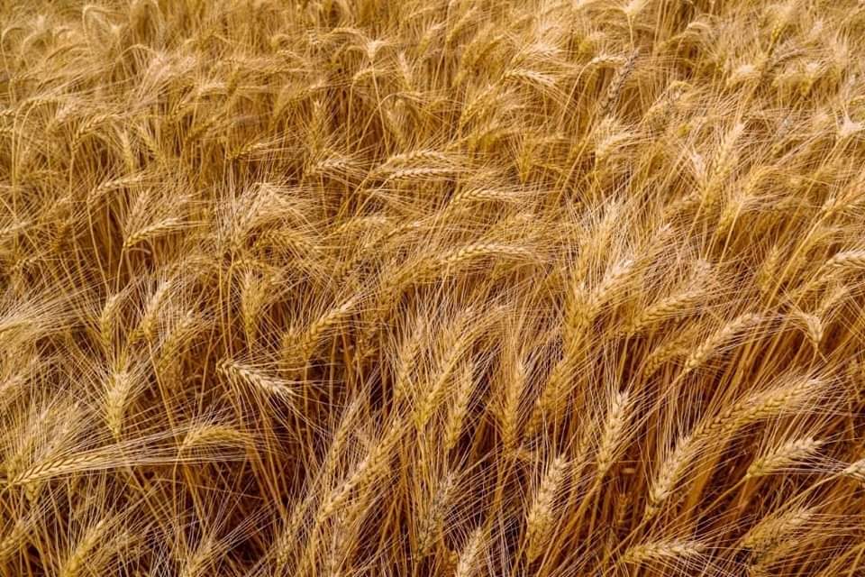 ebczena's tweet photo. Seeing the #Borena area, which was hit by famine a year ago, now with an abundance of #wheat_production, shows that our hope is real. If we work hard, we can change our country and ensure food sovereignty. #AbiyAhmed (dr) https://t.co/ItrgFp1r6P