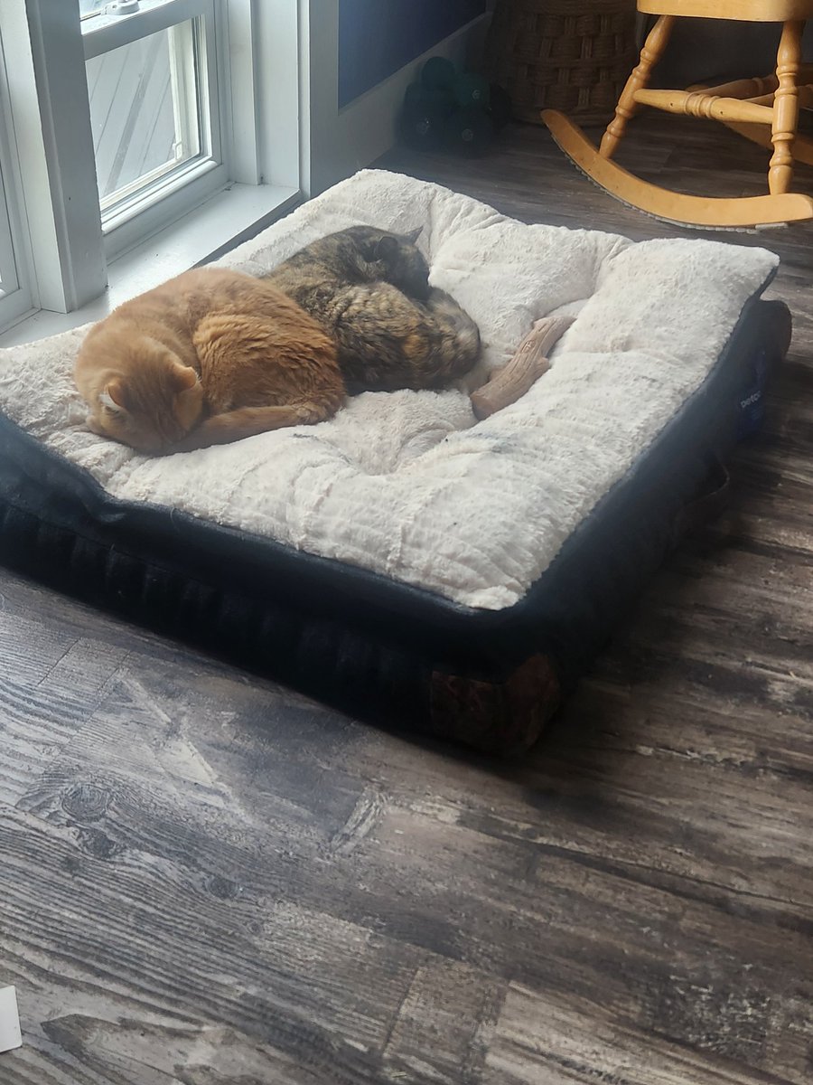 Cats on a dog bed