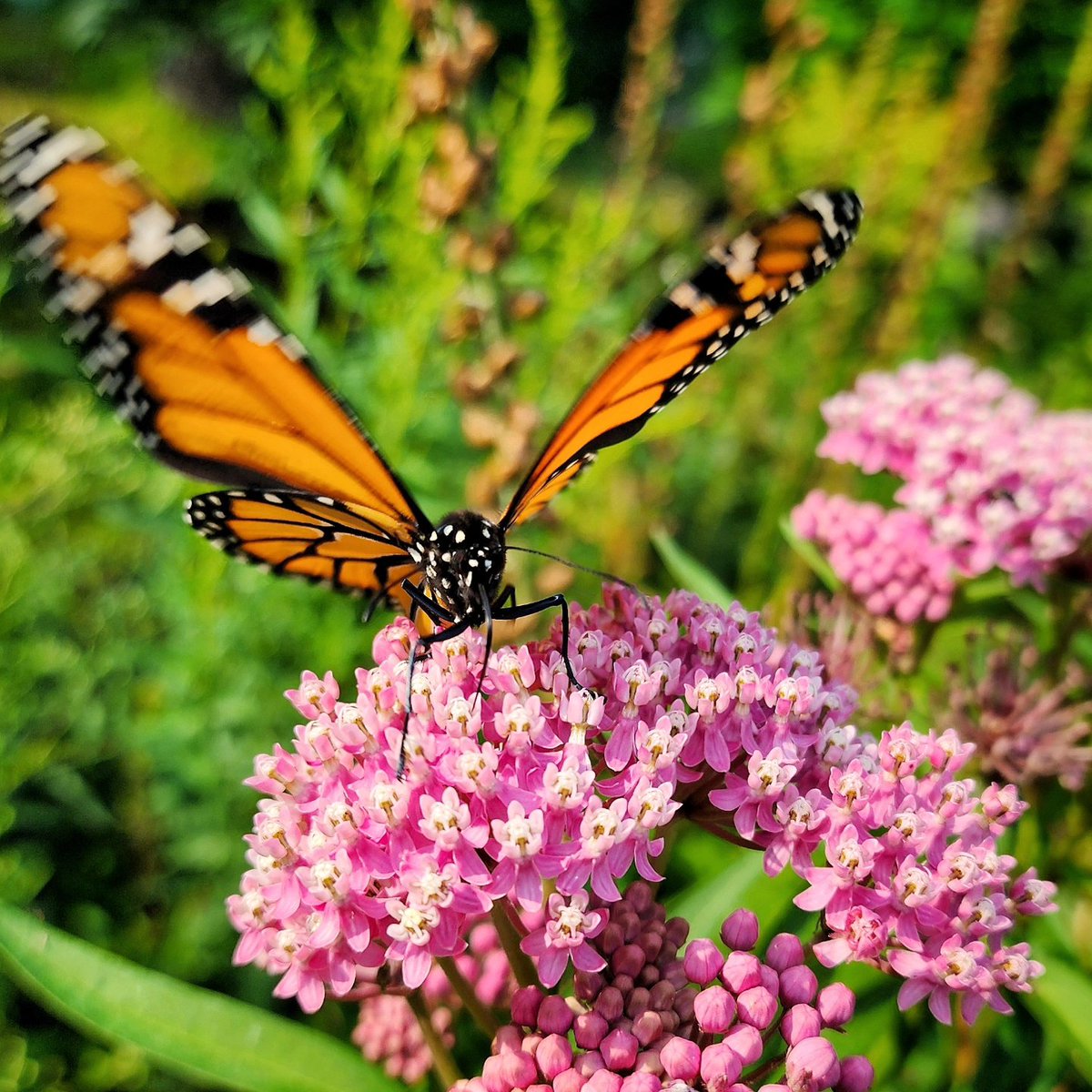 junekrisko's tweet image. Monarch butterfly on milkweed flowers in our garden.🦋
#FrameItFriday
.
.
.
#HaliburtonOntario #MyHaliburton #MyHaliburtonHighlands #HaliburtonHighlands #OnHighlands #JuneKriskoArtist #JuneKriskoPhotography #MonarchButterfly #MilkweedFlowers