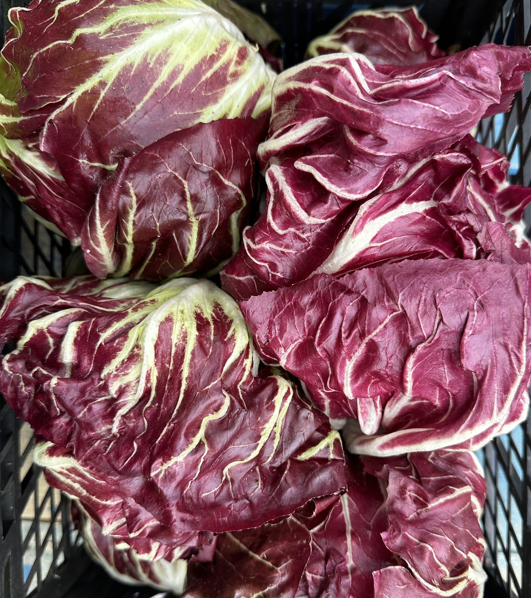 🌈🍃 Discover the Vibrant World of Radicchio! 🍃🌈

Our locally grown radicchio lettuce is a feast for the eyes and a delight for the taste buds! 🌟 With its striking colors and crisp texture, it’s the perfect addition to any salad, sandwich, or gourmet dish.