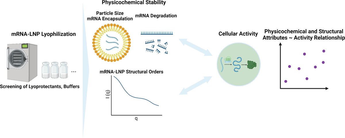 Physicochemical and structural insights into lyophilized mRNA-LNP from lyoprotectant and buffer screenings.
| Chun-Wan Yen <a href="/genentech/">Genentech</a> |
#mRNADelivery #lyoprotectant #buffer
doi.org/10.1016/j.jcon…