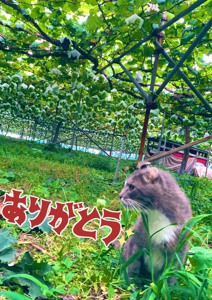 2100housekibako's tweet photo. ２０２４年初物ハウス シャインマスカット発送スタート‼️
第285回プレゼントキャンペーンを開催します⭐️

🍇応募方法🍇
フォロー＆
このポストをリポスト
〆切は４日
日曜日２４時まで

初物 
【特選ハウス シャインマスカット粒１ｋｇ】

７０００円相当を
抽選で２名様に❗️
完全無料でプレゼント🎁✨

初物ハウスぶどうがお得に購入ができるのは【ぶどうの宝石箱公式LINE】➡️ https://t.co/0f4CoowVsD