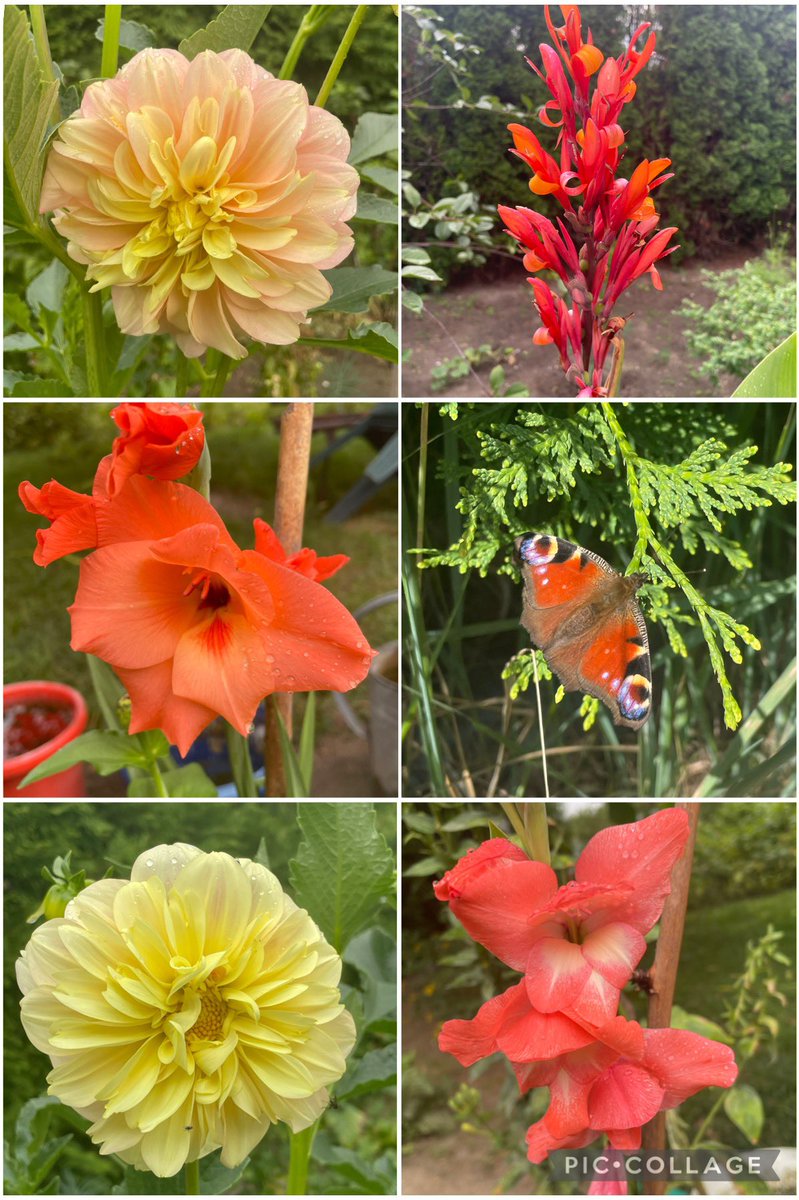 Dahlia, canna lily, gladioli and peacock butterfly 🦋 for #SixOnSaturday