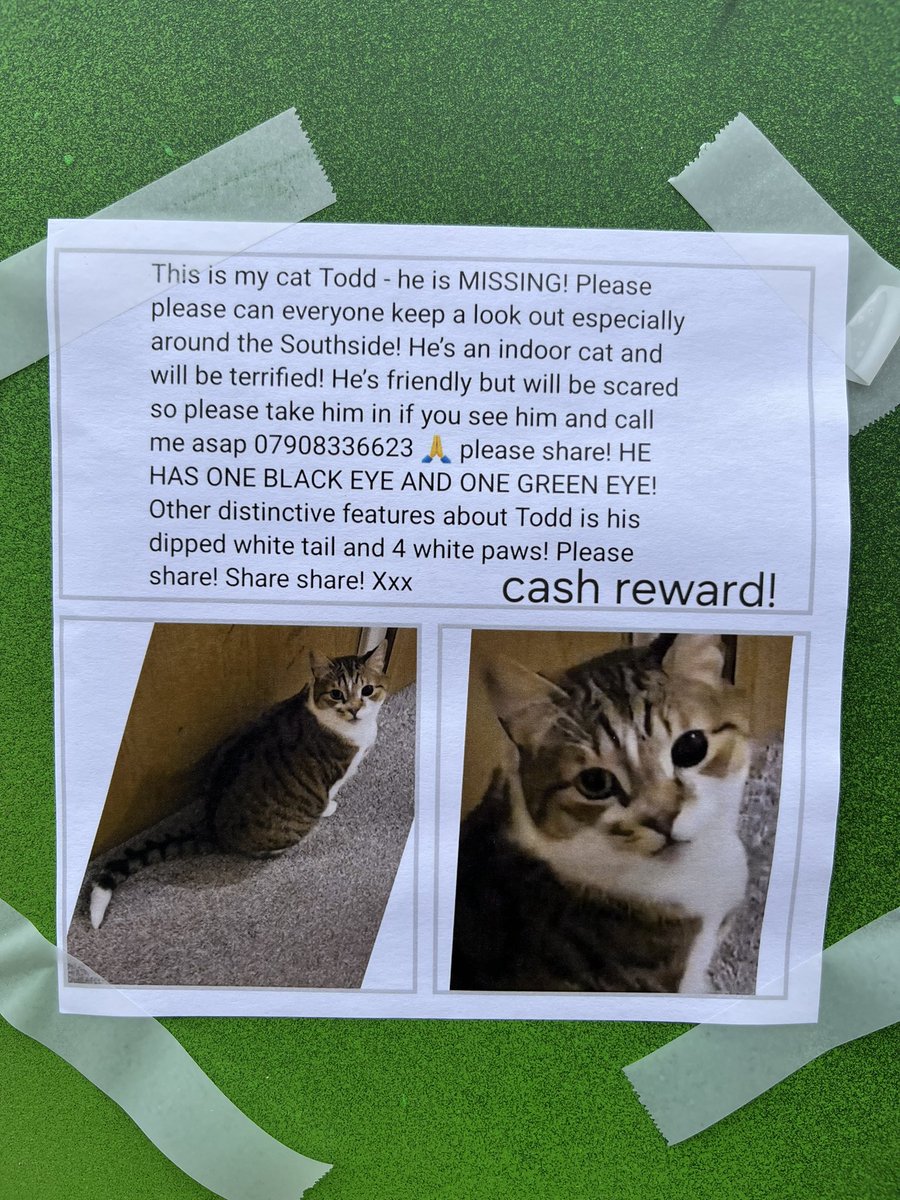 missjenkinssays's tweet photo. Everyone at #EdinburghFringe please be on the lookout for Todd - let’s get him home safe. #findtodd #missingcat #southside #edinburgh #lostcat #thisisnotashow @henrywlewis @ThePleasance @FollowTheCow https://t.co/esuH3Hulzp