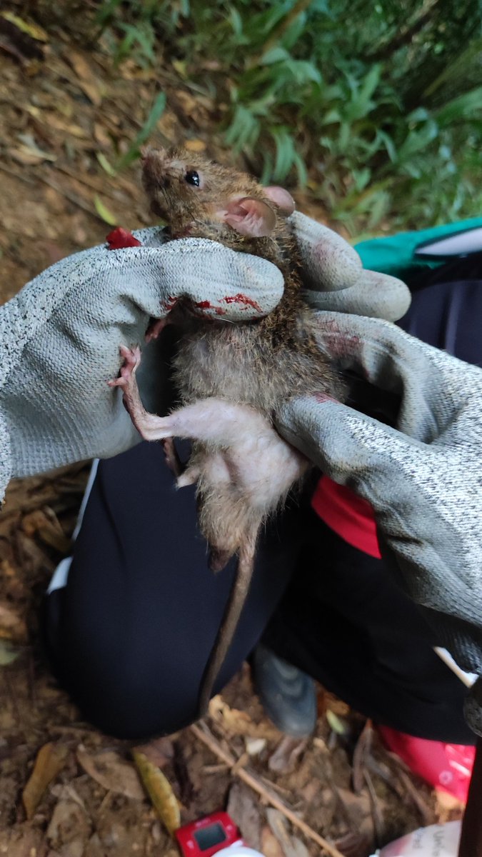 mistaaimanvevo's tweet photo. Rodent trapping Cycle 2 Day 1, success β
#TeamResearcher https://t.co/bfZhMXTuts