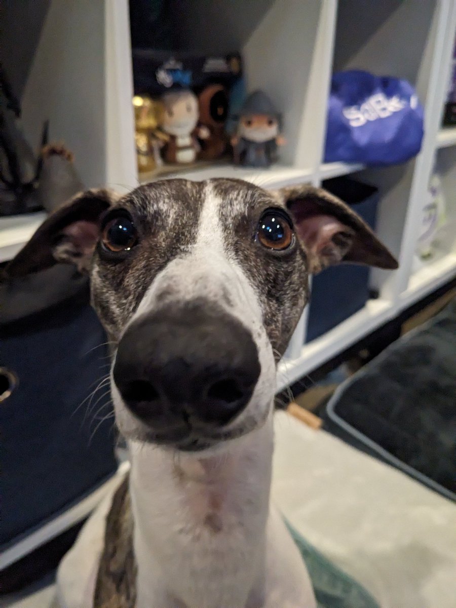 POV - You're still a biscuit