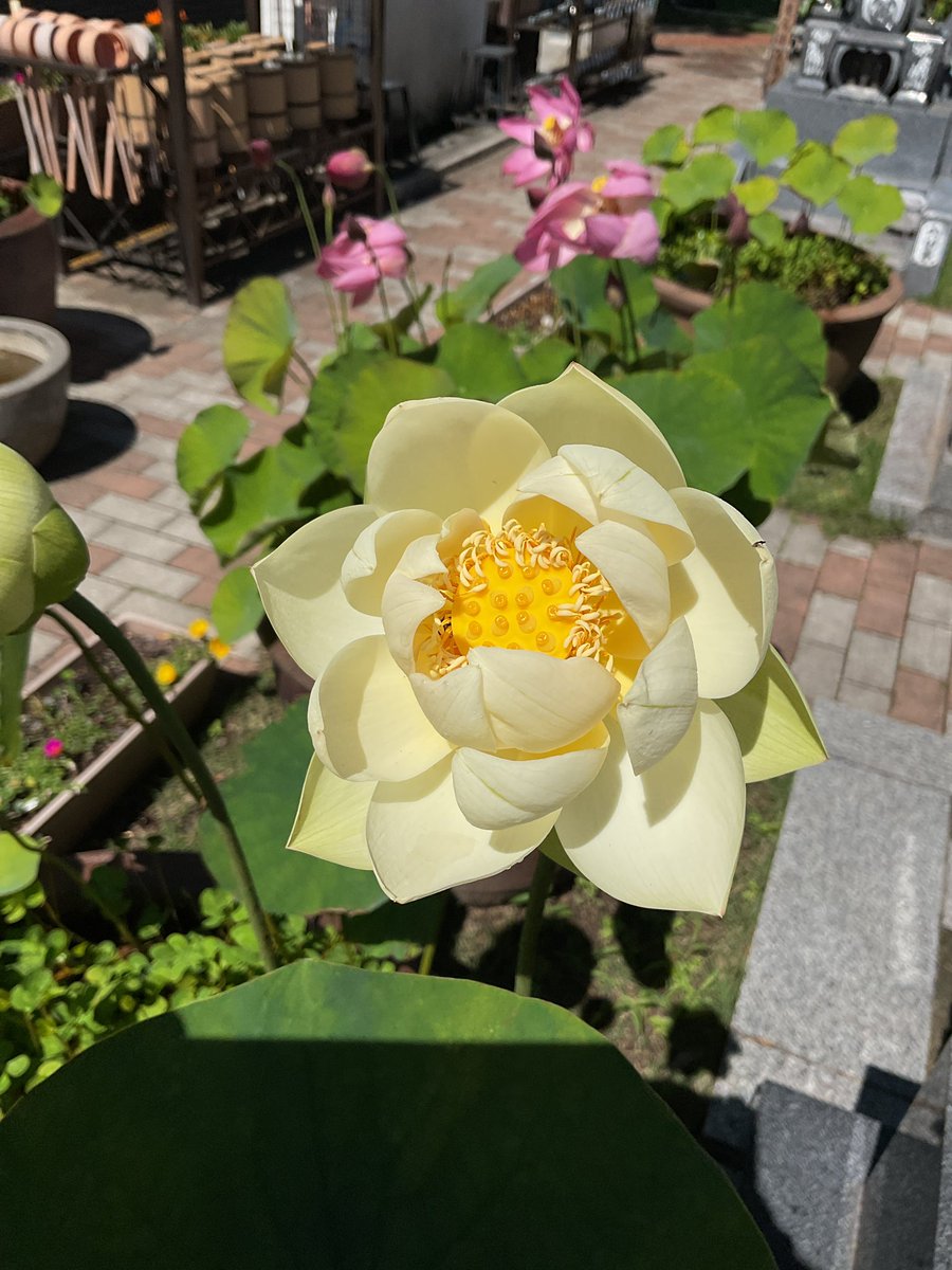 お願いだから

みんな　生きて　生きて　生きて　生きろ　生き抜いてください

あー無力だ　偉そうな事言って、私はいったい何してるんだろう

よく頑張ったね

闘ったね

辛かったね

苦しかったね

もういいよ、闘わなくて

ご苦労様

お疲れ様

そして、　ありがとう

また、逢おうね

#ジョブナイ