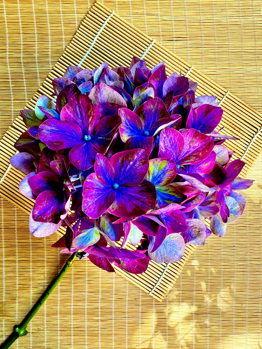 aegmell's tweet photo. На день рождения @sef_viewfinder подарила мне цветок. Это было в прошлый четверг. Цветок до сих пор свежий и фиолетовый. https://t.co/LRKtErsnlA