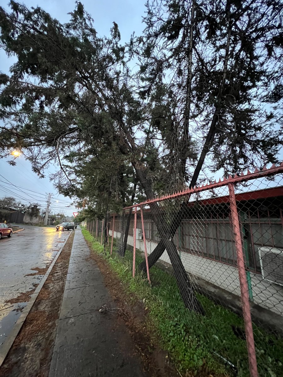 JeroRios's tweet photo. @penalolen @CarolinaLeitao ¿nos pueden ayudar con estos 2 pinos que están por caer? Estos se encuentran en la parte trasera del colegio Matilde Huici Navas. https://t.co/WpZadp1uQV