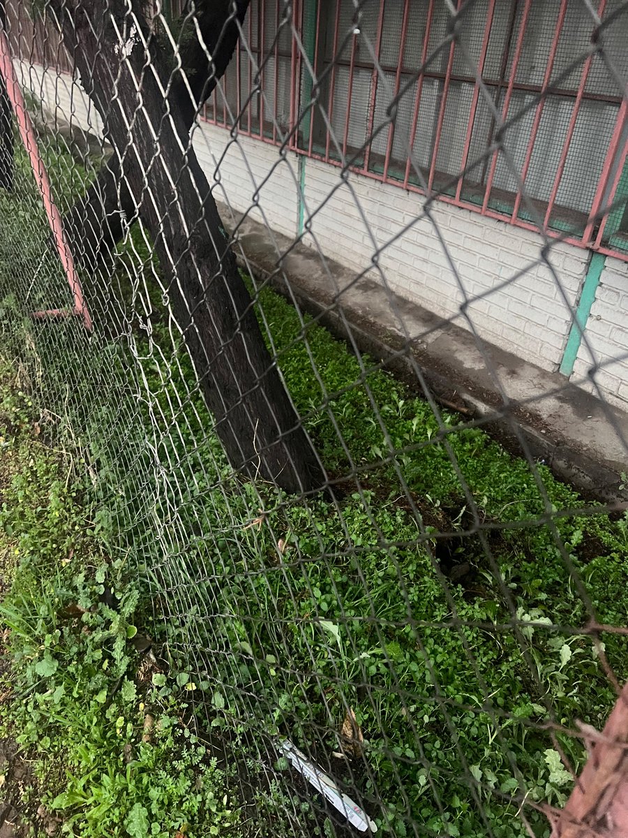 JeroRios's tweet photo. @penalolen @CarolinaLeitao ¿nos pueden ayudar con estos 2 pinos que están por caer? Estos se encuentran en la parte trasera del colegio Matilde Huici Navas. https://t.co/WpZadp1uQV