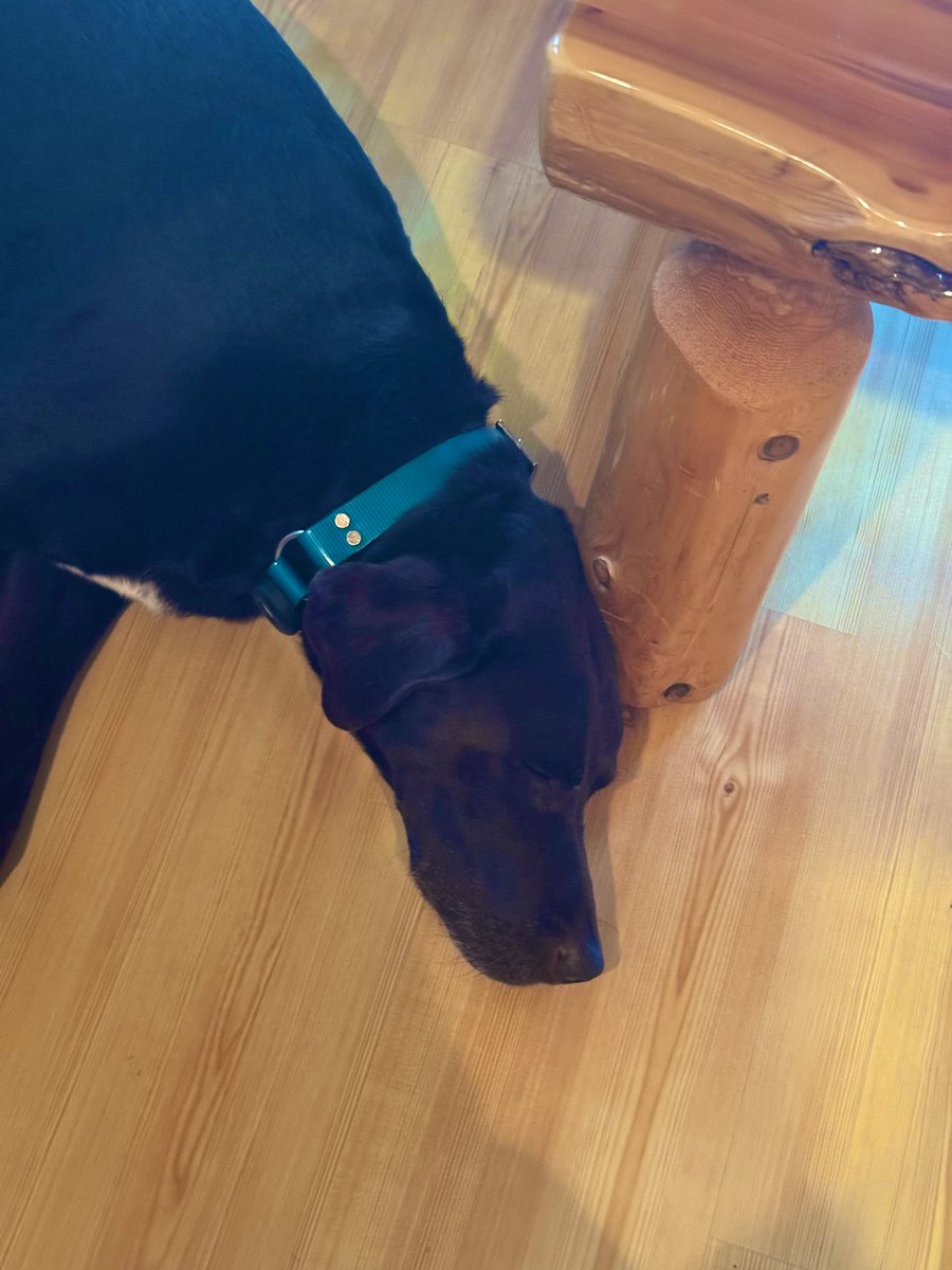 7:22 am and the dog is already on her first nap of the day. 😂