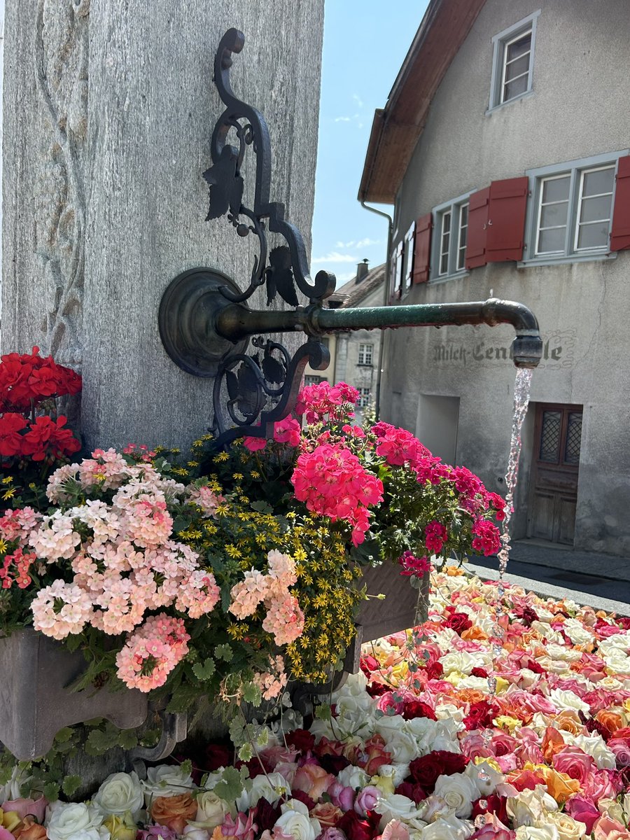 PortmannCarrick's tweet photo. fountain flowers
🌸 #Malans https://t.co/m6wXPC1ias