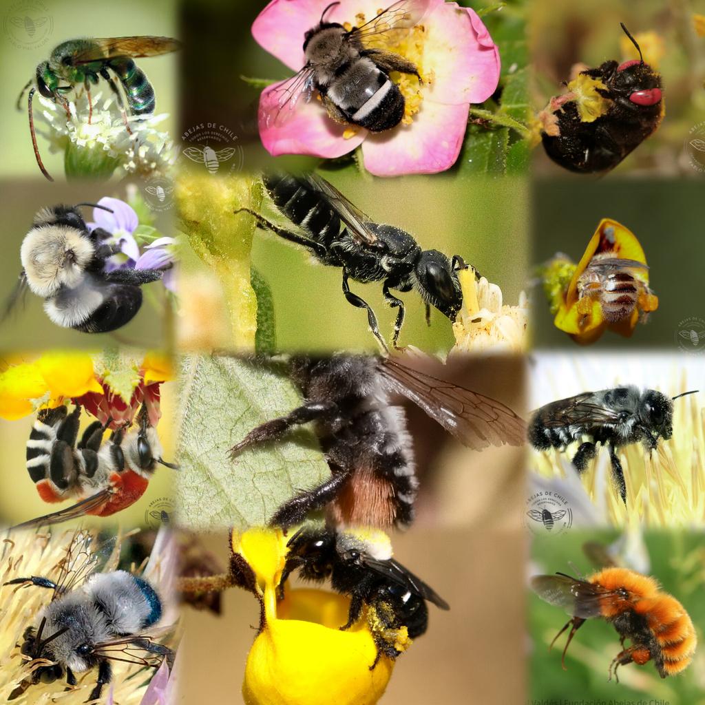 AbejasDeChile's tweet image. ¡Presentamos el Libro Digital de las Abejas Nativas de Chile, creado por nuestro fundador Pablo Vial Valdés! El libro es gratuito y se actualiza cada semana. Si te gusta y quieres apoyar, le puedes hacer una donación. Más detalles en 🔗 abejasdechile.com/libro-digital
#abejasdechile