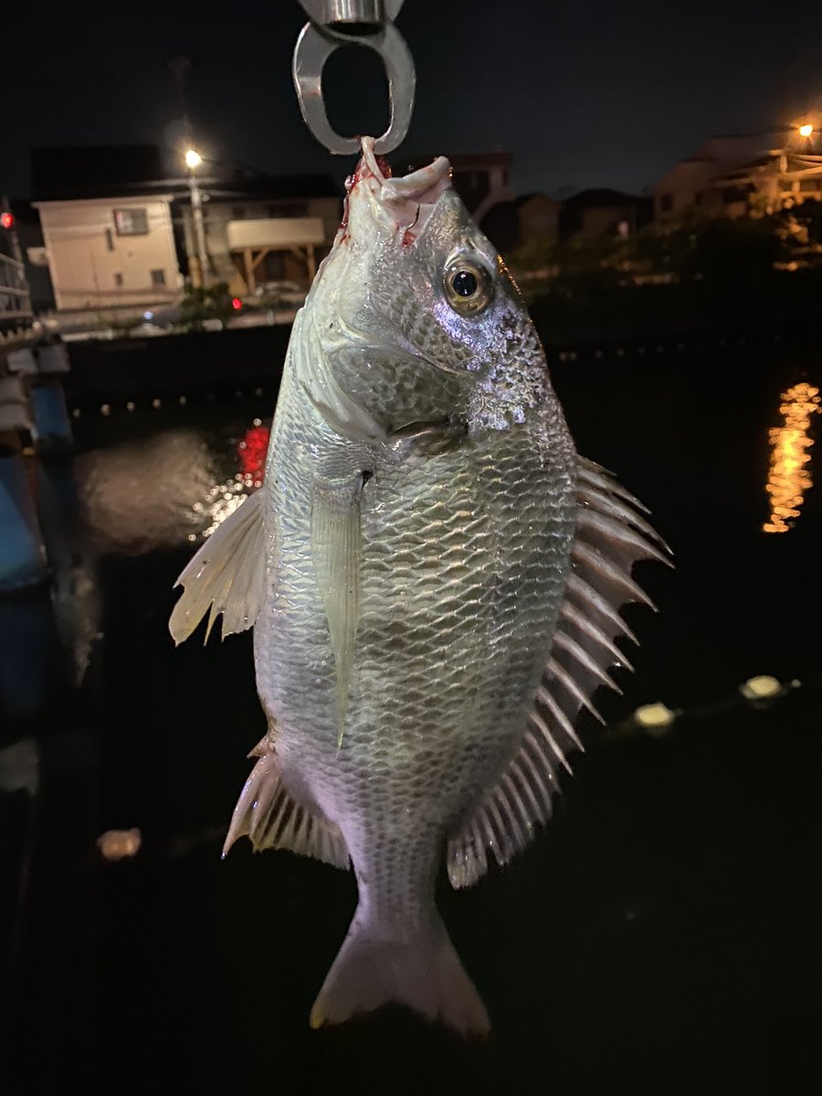 堀割川の釣り人 (@horiwari_f) / Posts / X