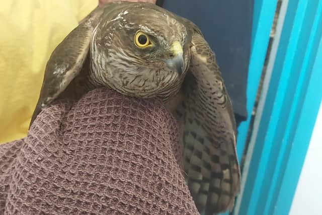 RaptorPersUK's tweet photo. Sparrowhawk shot in Chesterfield - Derbyshire Police appeal for information.

Believed to have been shot with an air rifle, the sparrowhawk didn't survive its injuries.

Details 👇👇
https://t.co/QAOUQHzwYy https://t.co/36AuSTS1o8