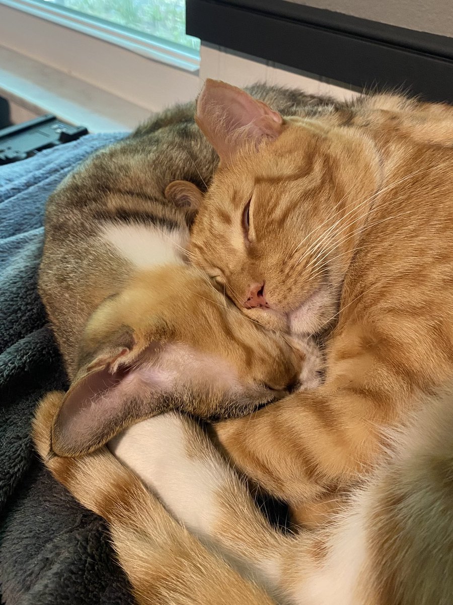ColeTheBlackCat's tweet photo. Of course we monitor Bond and Calypso closely to make sure they’re able to move independently after their extra long naps together! 🧡🤎

Happy Caturday!

#BoCa #Caturday #CatsInLove https://t.co/YiG9S4uKG0