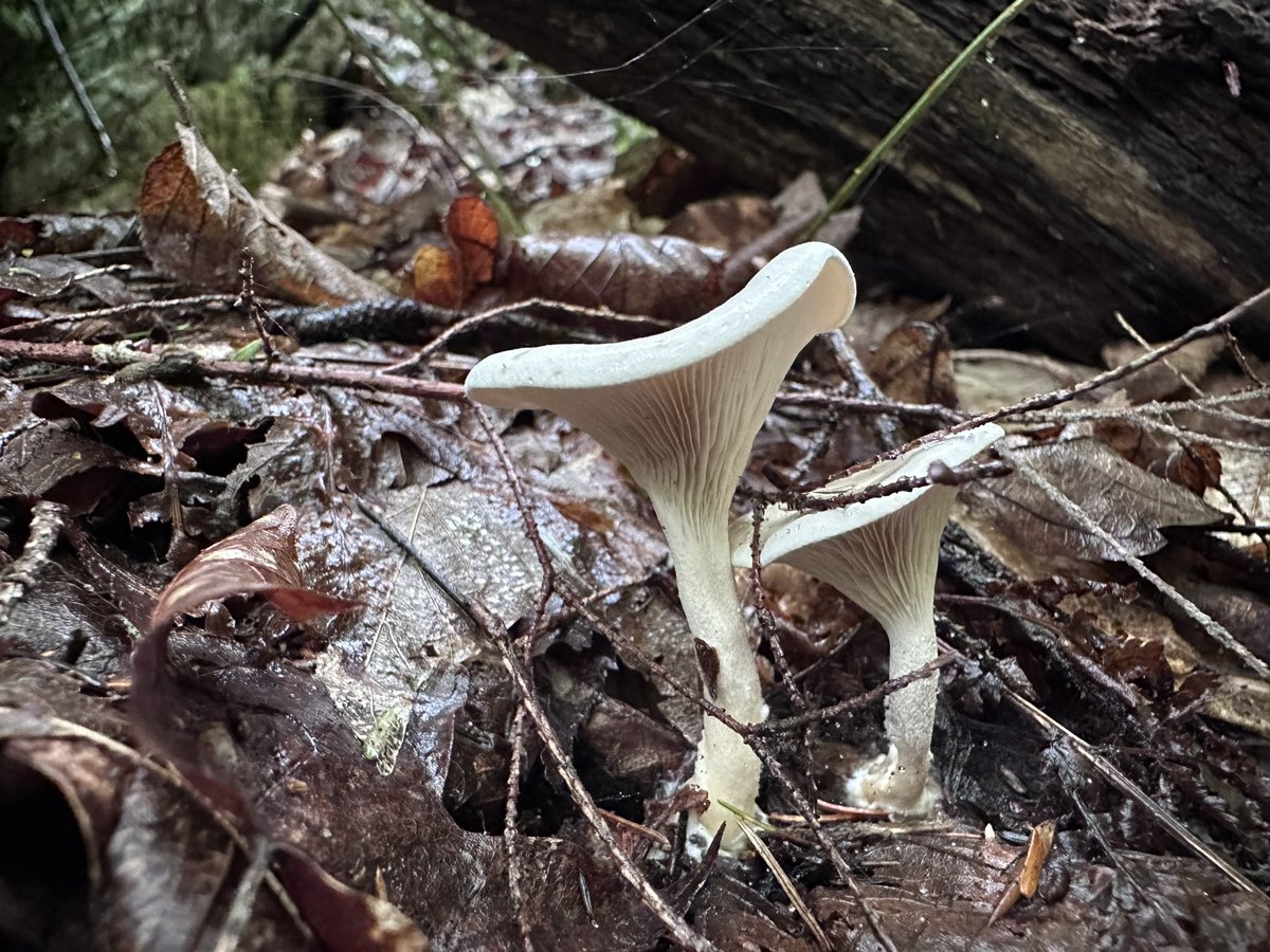 Mycocentriq's tweet photo. Finishing the 2024 field season in style - thanks to some visits from the locals! #montecho https://t.co/fCABHhAf5Z