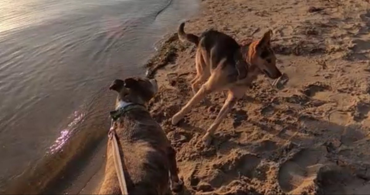 IngaAnt's tweet photo. Амcтаффтерьер. Наша гостья Гера II / American Staffordshire Terrier. Our... https://t.co/JUQDrn7gyL через @YouTube https://t.co/we3a1To3lp