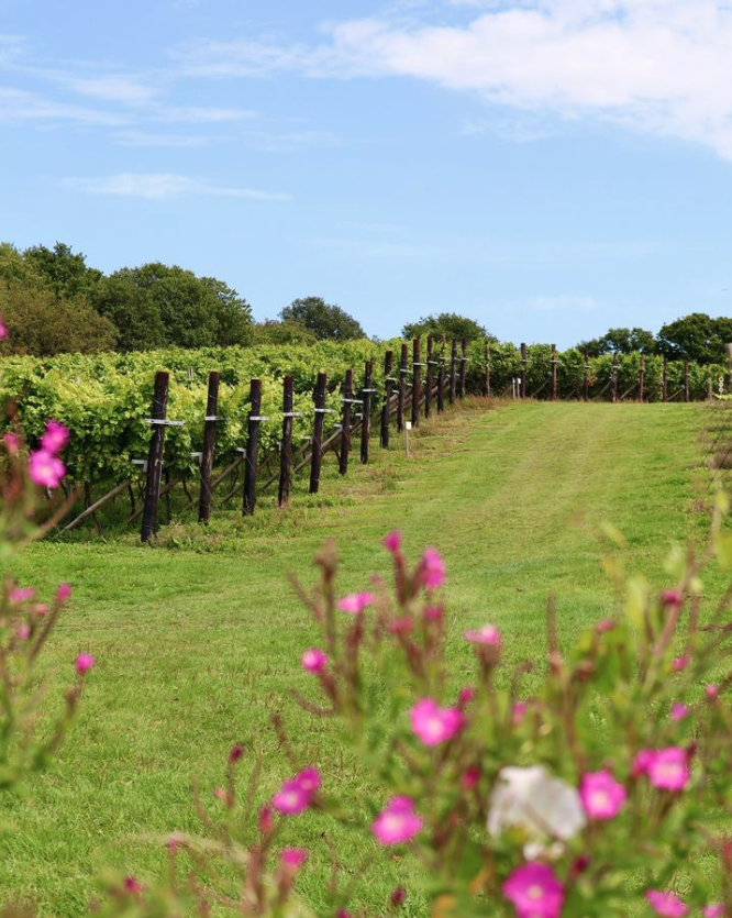 Biddenden Vineyards is back this Autumn 🍷

Their single estate vineyard spans 23 acres of gentle south facing slopes situated in a sheltered valley, just outside the picturesque Wealden village of Biddenden. 

#broadstairsfoodfestival #broadstairs #kent #biddenden