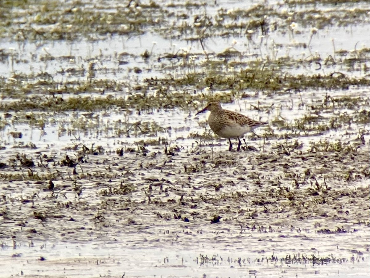 A superb adult pectoral sand on the flats this morning,a little distant but lovely all the same.<a href="/Lincsbirding/">Lincsbirding</a>