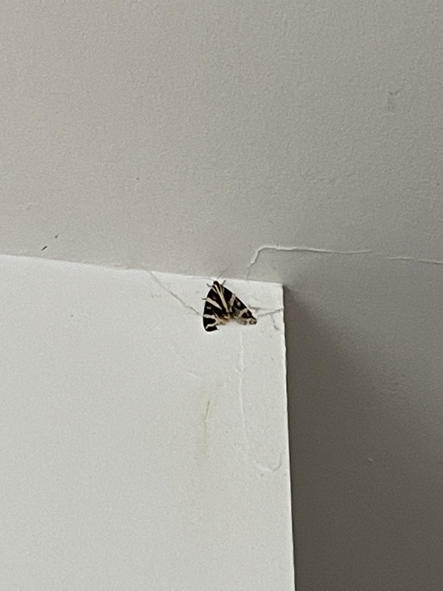 AnnaFiennes's tweet photo. Staggered to have a rare sighting of a Jersey Tiger moth in our home!! https://t.co/6jYpMx8z0a