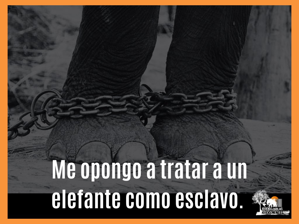 AJaulas's tweet photo. Día 3: #TributoALosElefantes
Los 🐘son  criaturas majestuosas,  inteligentes, gentiles, sensibles,nobles. 
#MeOpongo a esclavizar a los elefantes. 
Reconocimiento a las personas sensibles y respetuosas. 
  
#DíaMundialDelElefante (12/ago)
.
.
.
.
Crédito 🎥  a quien corresponda https://t.co/KZKftByfoj