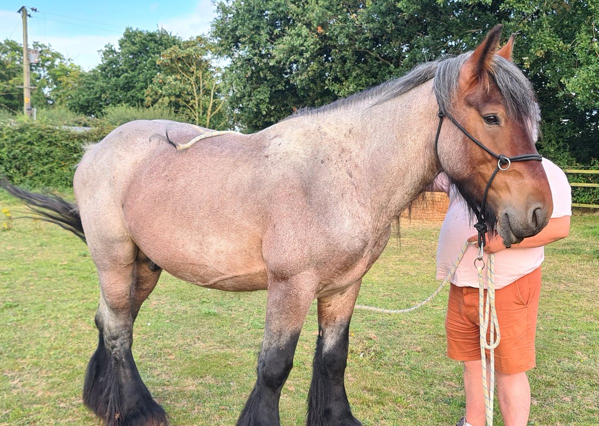 Thankyou to <a href="/dkkianaj/">🇨🇦 D *still masking* KJ 🌻🇨🇦 🇨🇦</a> for checking in on us. Apologies for being so quiet of late, mum aims to change that and bring you all regular updates and draft sized love to your feeds, So how are you all doing? 🐴 #belgiandrafthorse